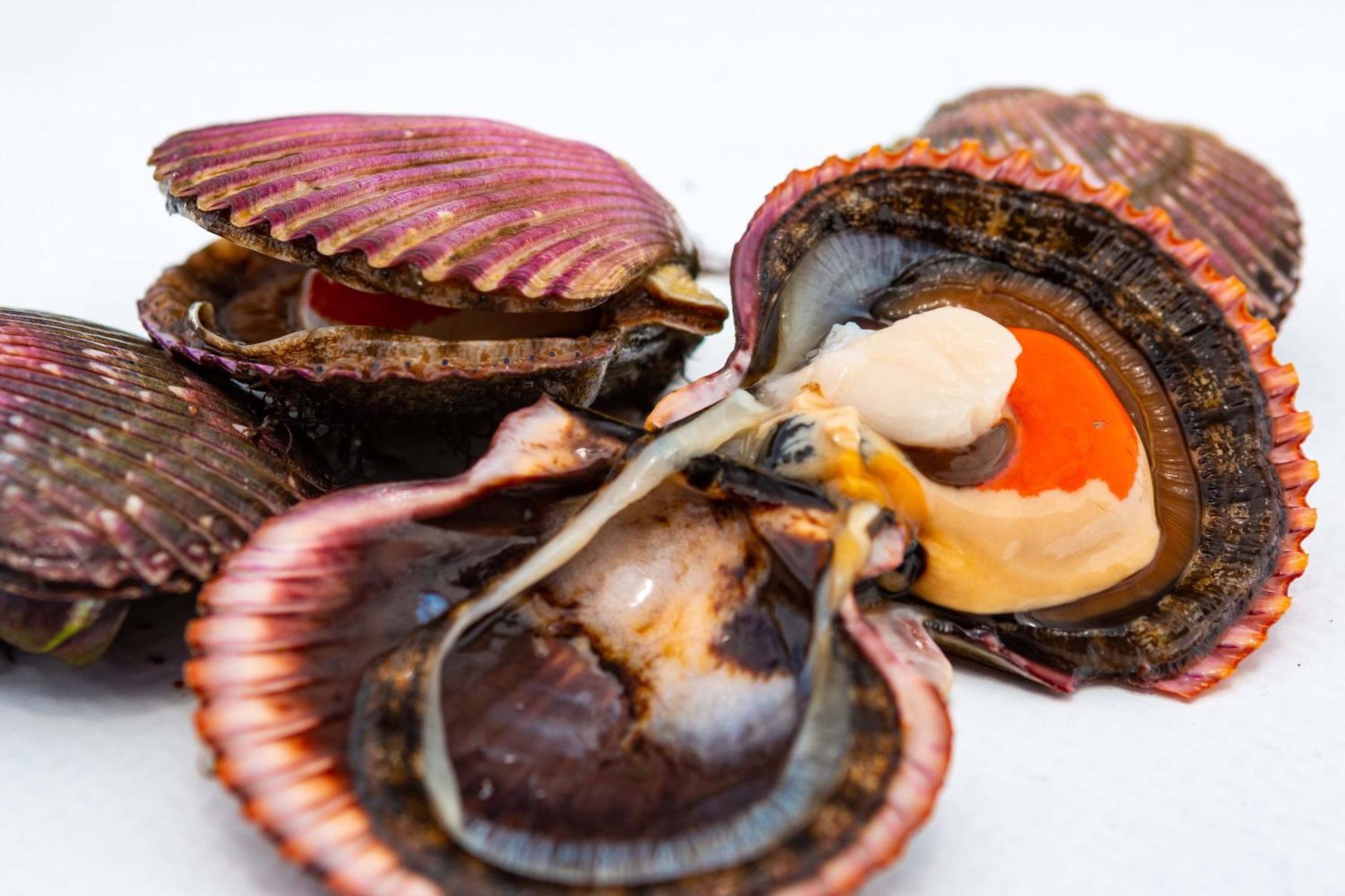Hotel Paracas, A Luxury Collection Resort, Paracas Ngoại thất bức ảnh Scallops